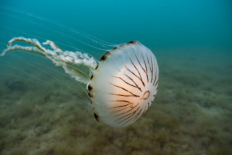 A compass jellyfish drifting off the Welsh coast.