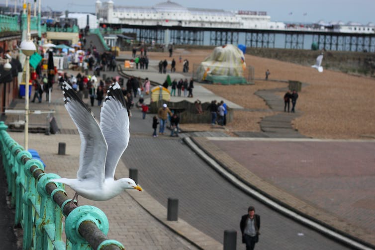 A herring gull taking off from a railing at Brighton beach.