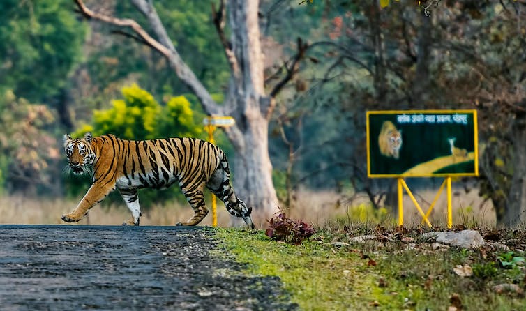Tiger on road with sign in background