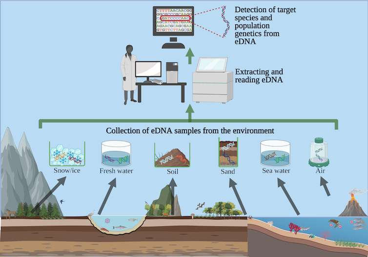 Diagram depicting eDNA collection sources and analysis workflow